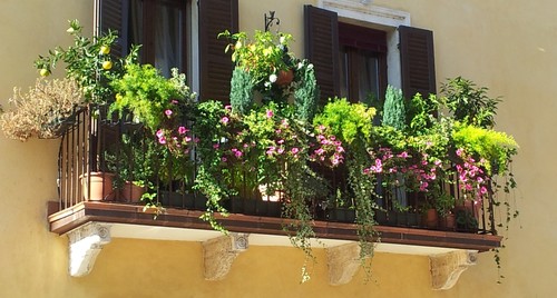 kompozycje kwiatowe na balkon i okna 